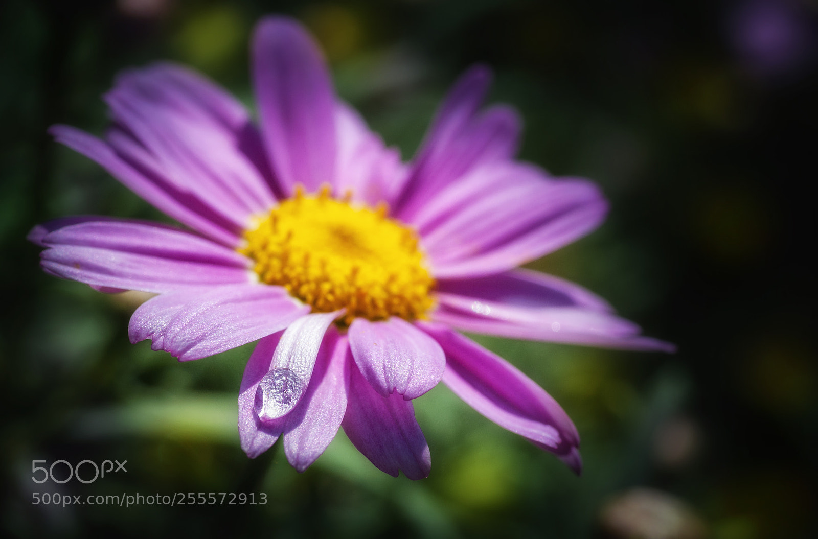 Nikon D90 sample photo. Drop on pink flower photography