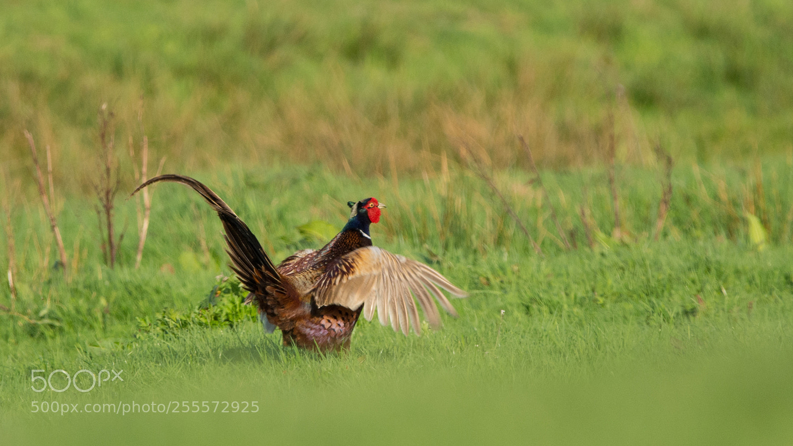 Nikon D7100 sample photo. Pheasant - ruler of photography
