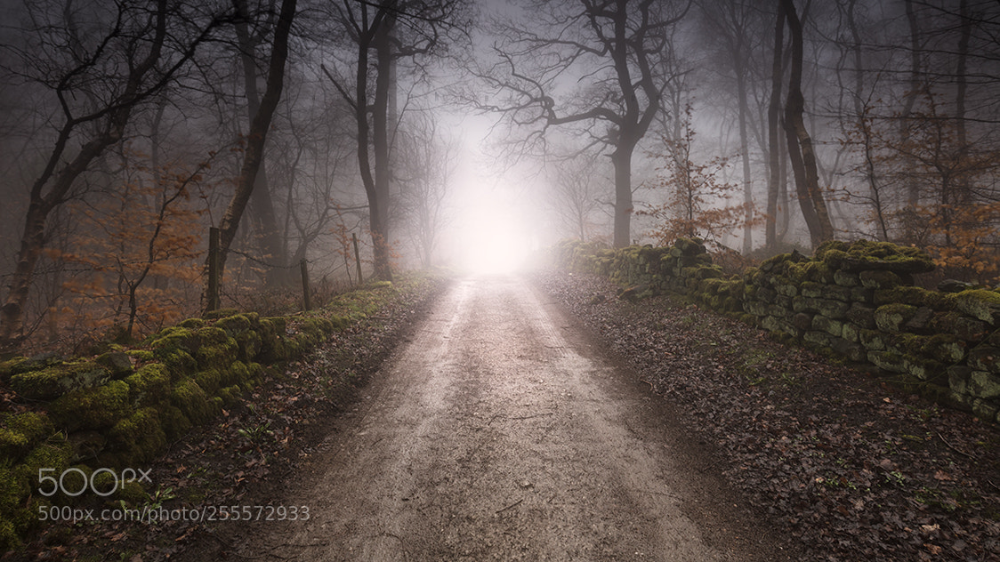 Canon EOS 5DS sample photo. Wander into the woods photography