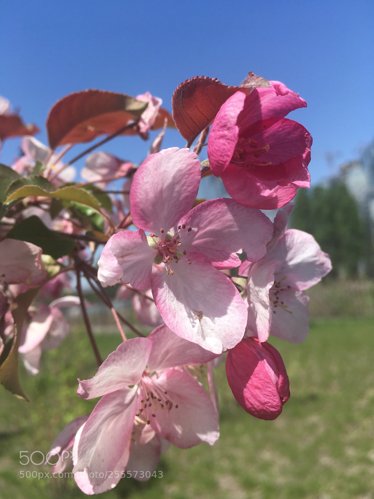 Apple iPhone SE sample photo. *** photography