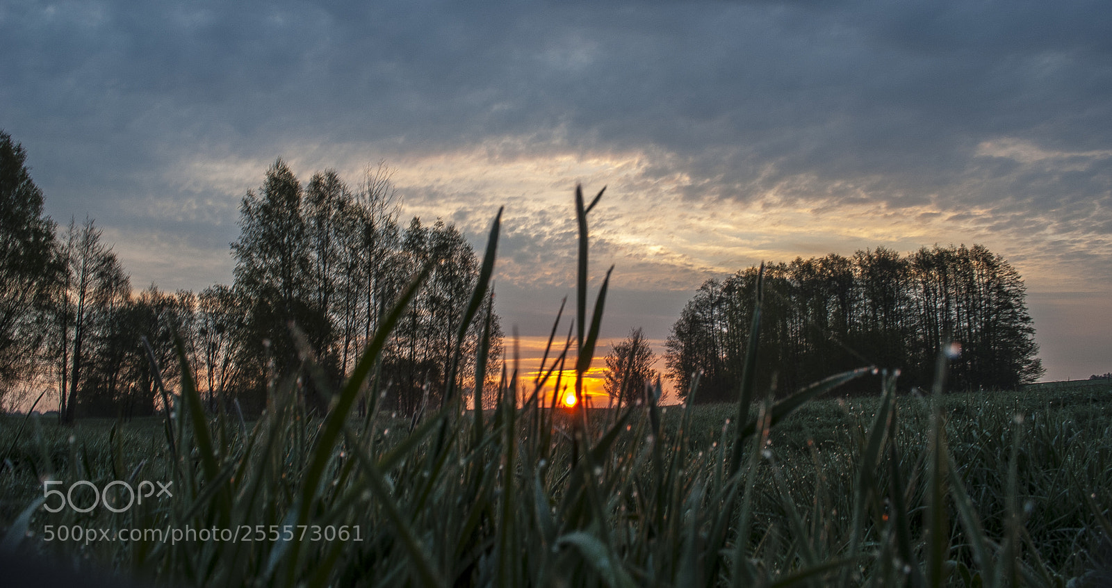 Nikon D3000 sample photo. Wake up photography
