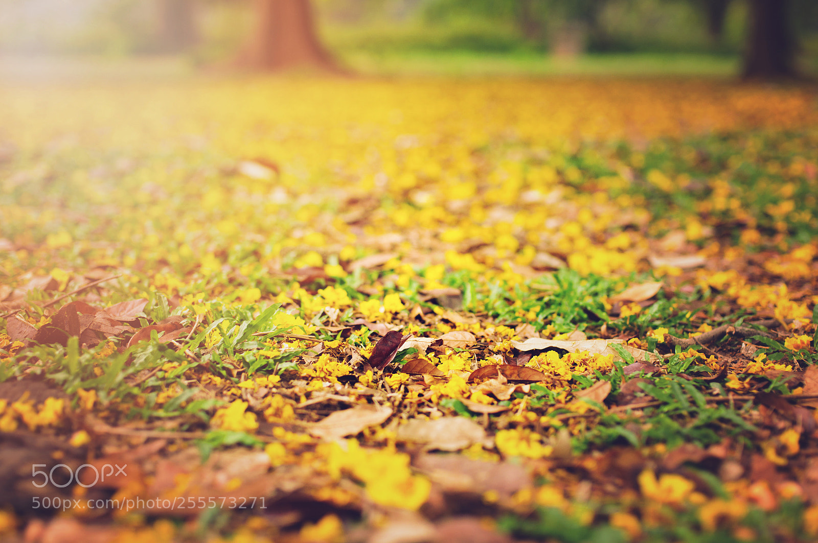 Nikon D90 sample photo. Yellow flowers in park photography