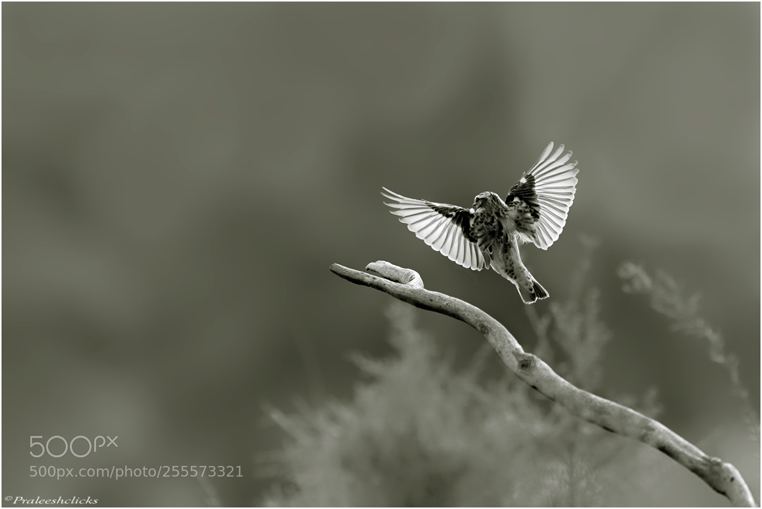 Nikon D500 sample photo. Whinchat photography