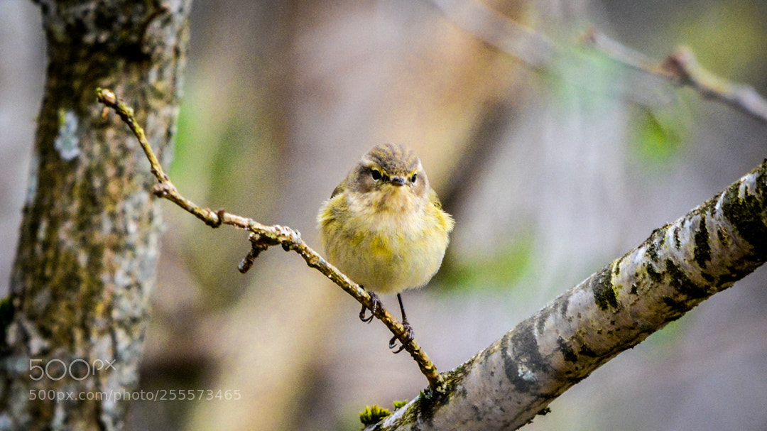 Nikon D5200 sample photo. Chiffchaff photography