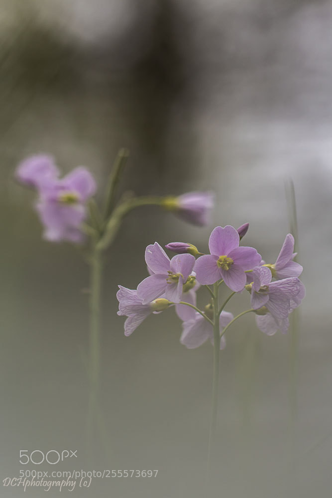 Canon EOS 650D (EOS Rebel T4i / EOS Kiss X6i) sample photo. Cuckooflower photography