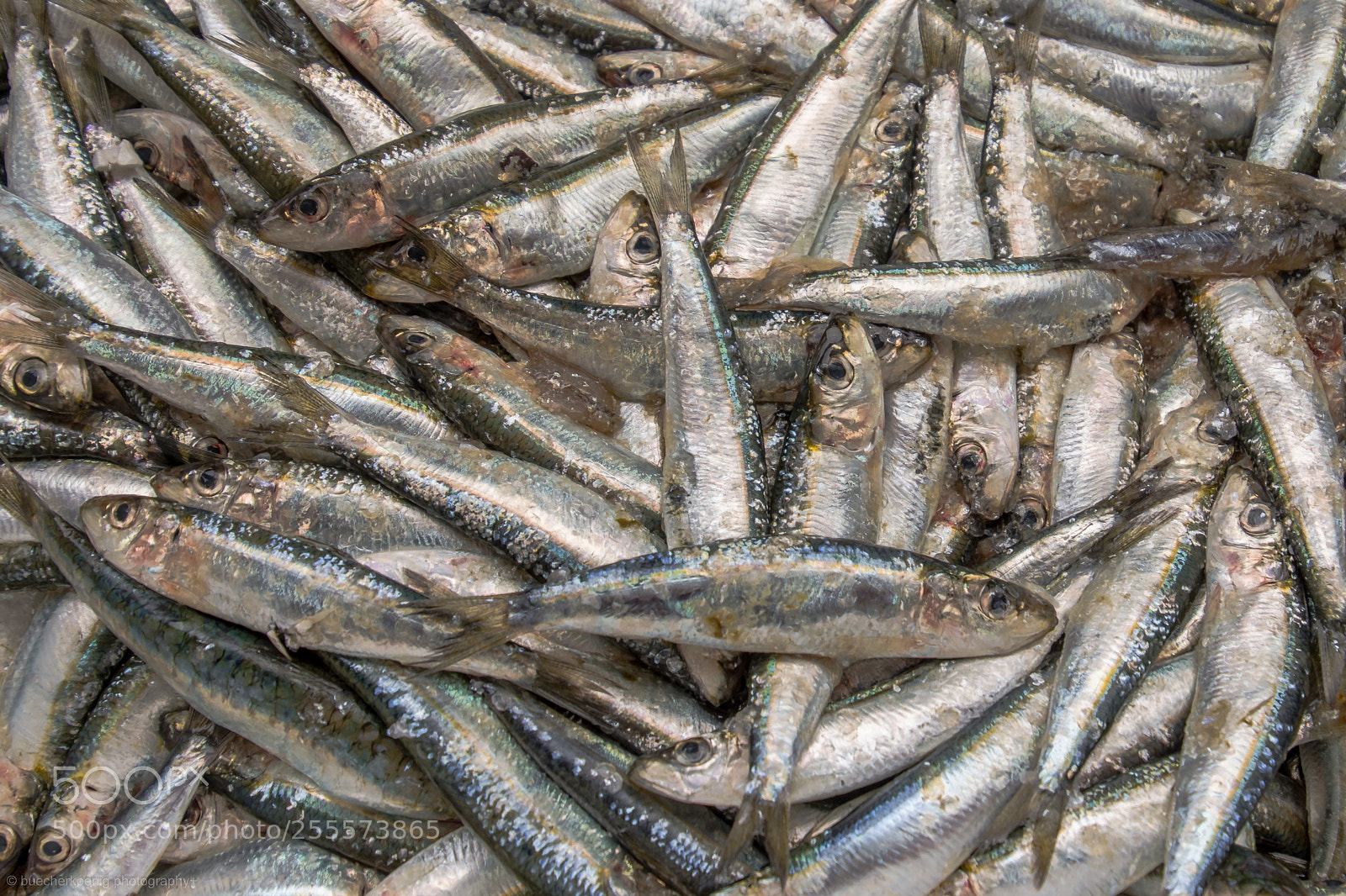 Nikon D7200 sample photo. Fish photography