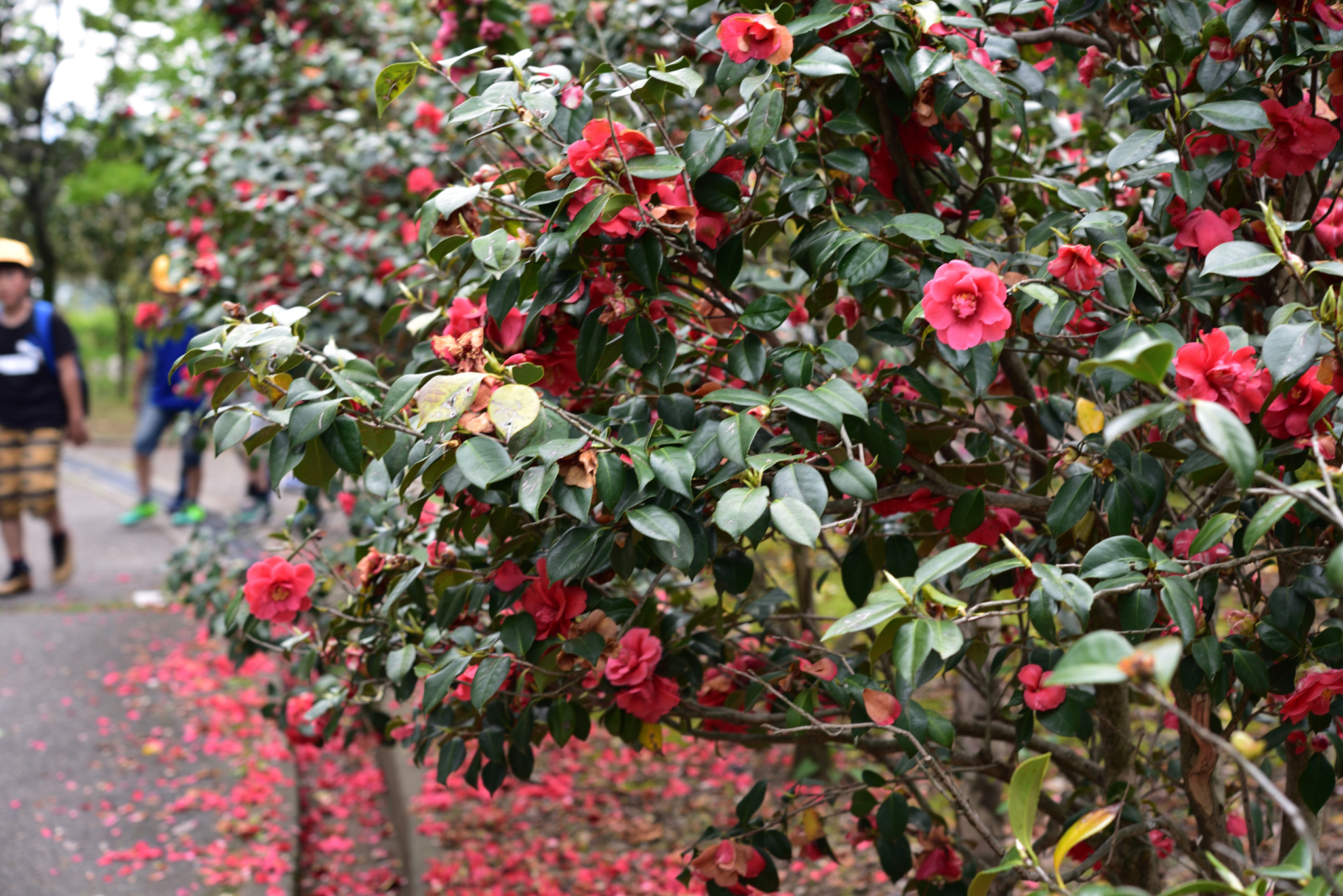 Nikon D750 + Nikon AF-S Micro-Nikkor 60mm F2.8G ED sample photo. ツバキ 野々市中央公園 photography