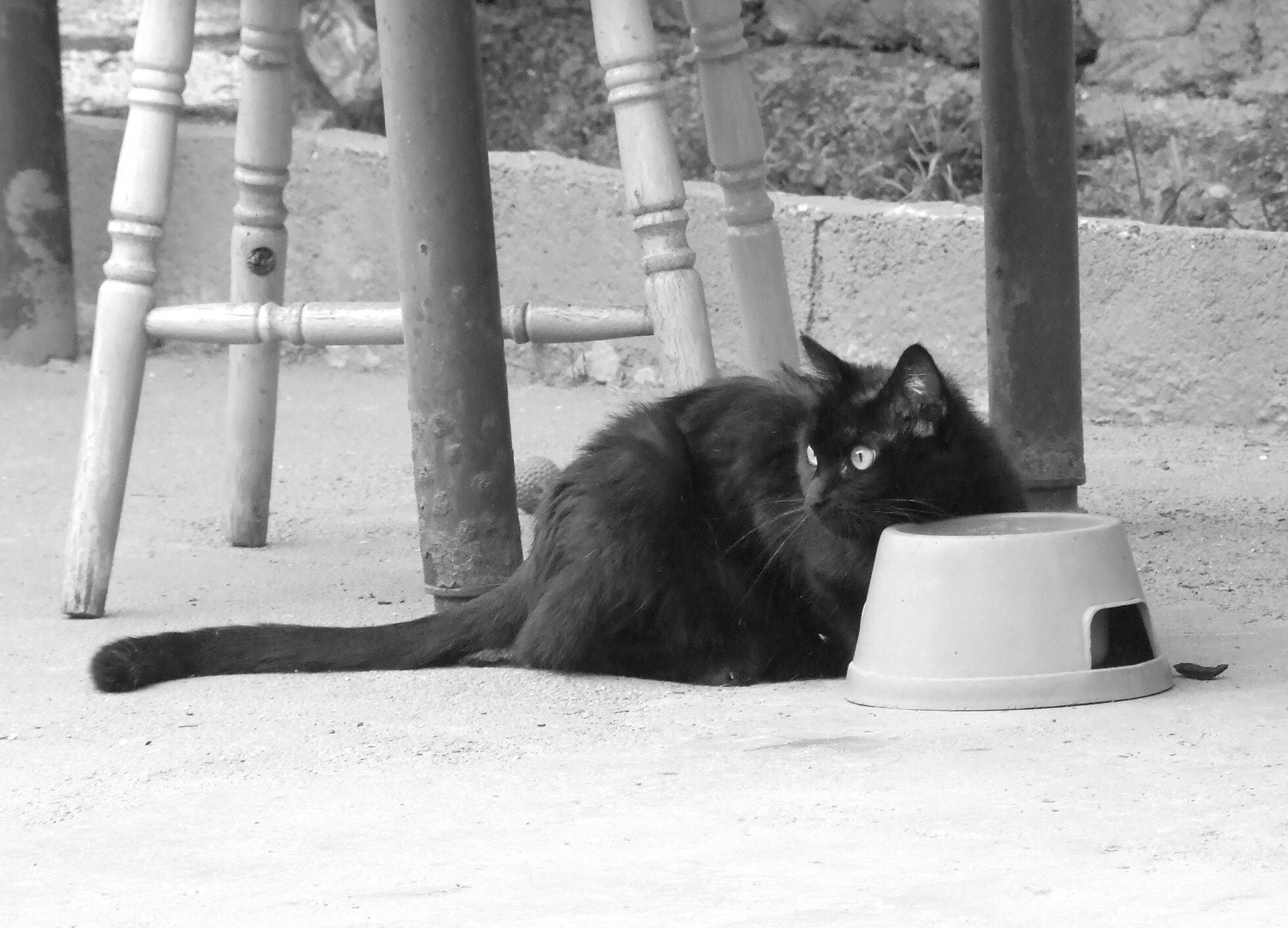 Fujifilm FinePix S6500fd sample photo. Black cat photography