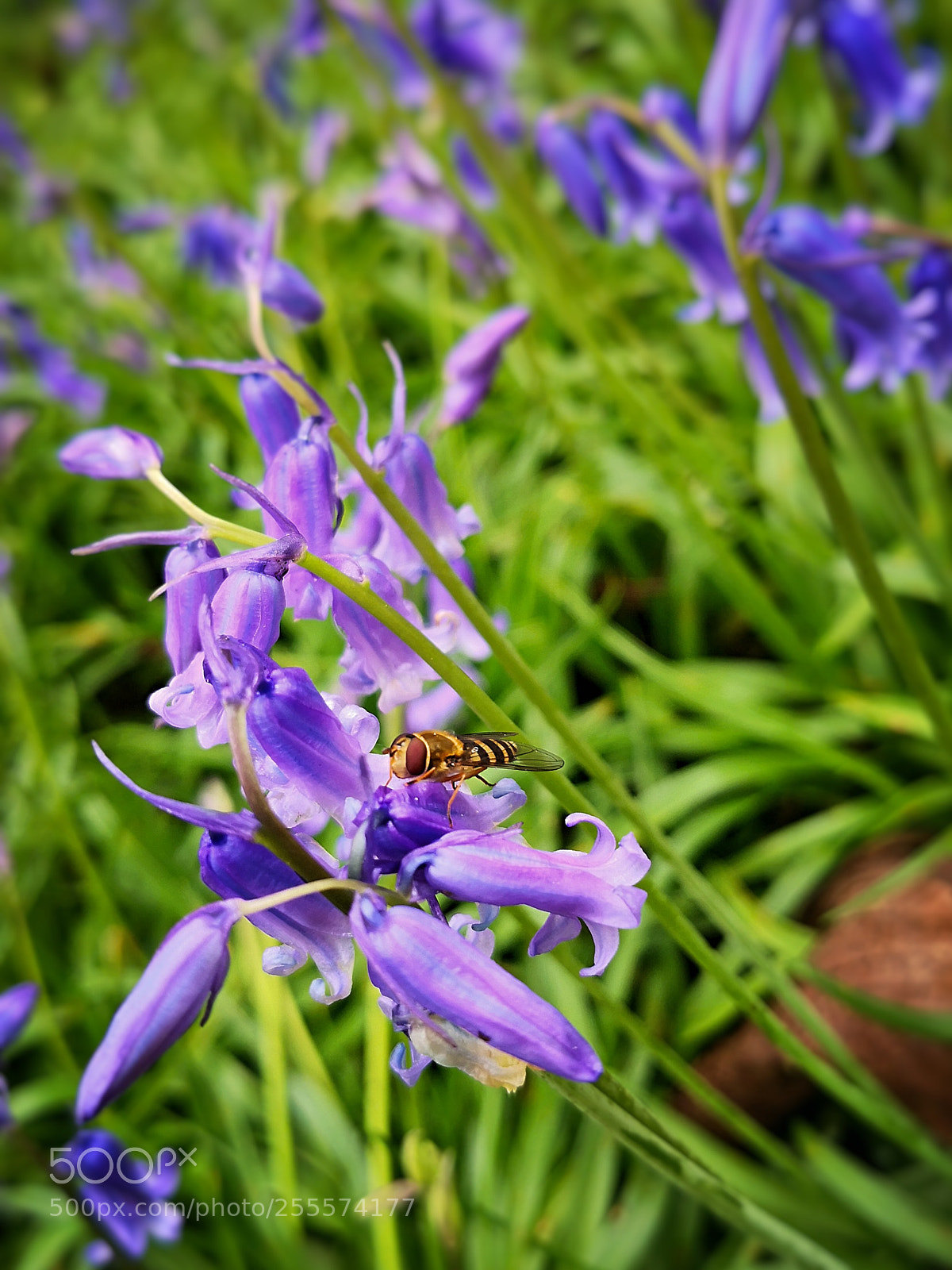 HUAWEI Mate 10 Pro sample photo. Wing commander photography