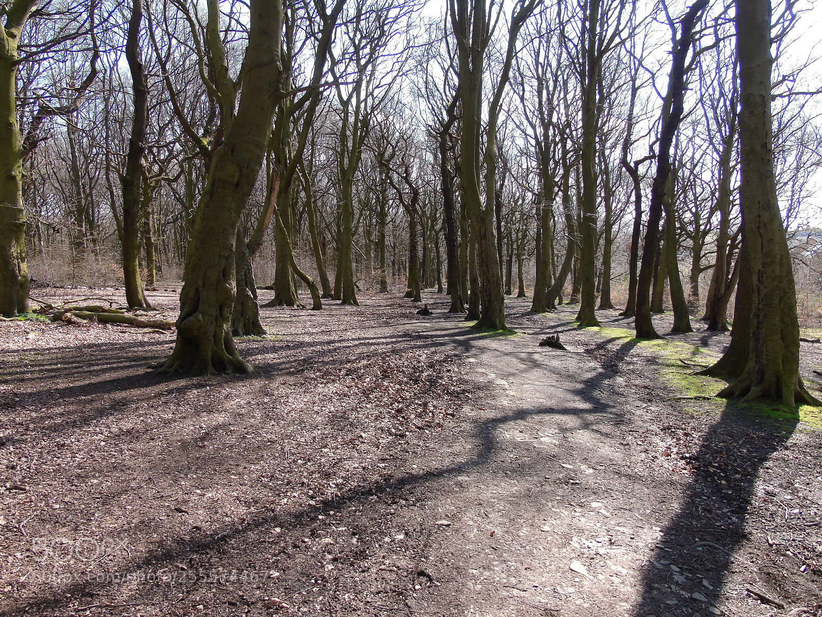 Sony Cyber-shot DSC-H400 sample photo. Woods in sun and photography