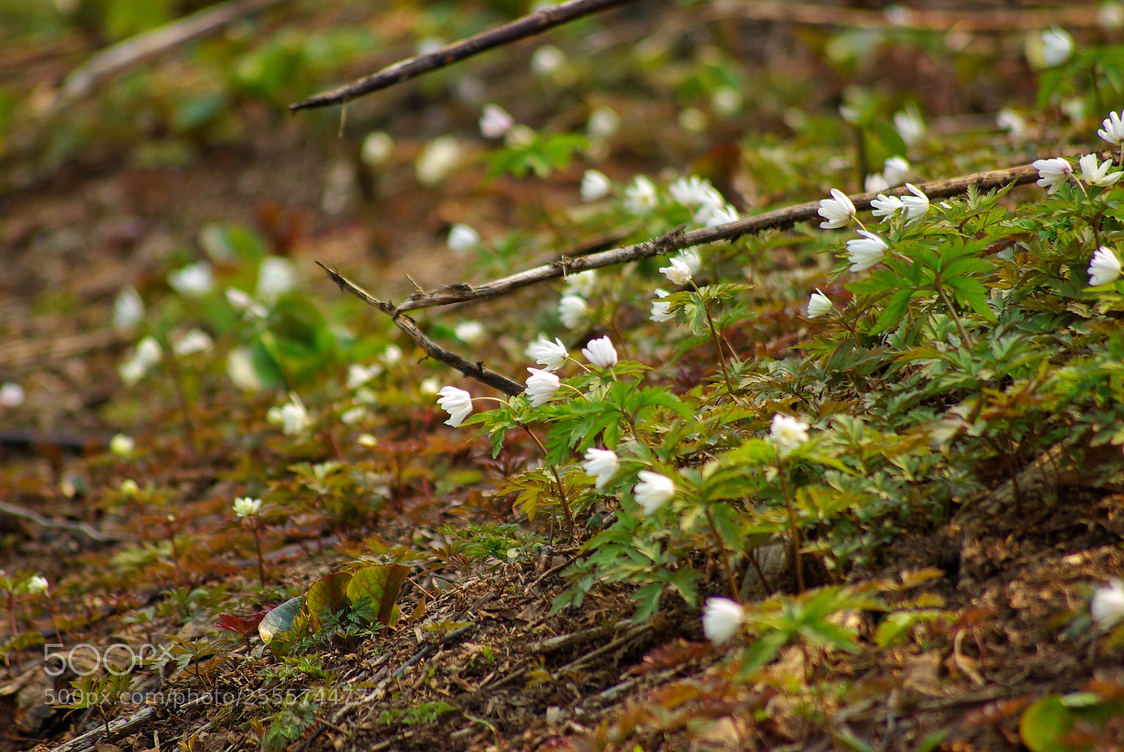 Pentax K10D sample photo. Spring forest photography