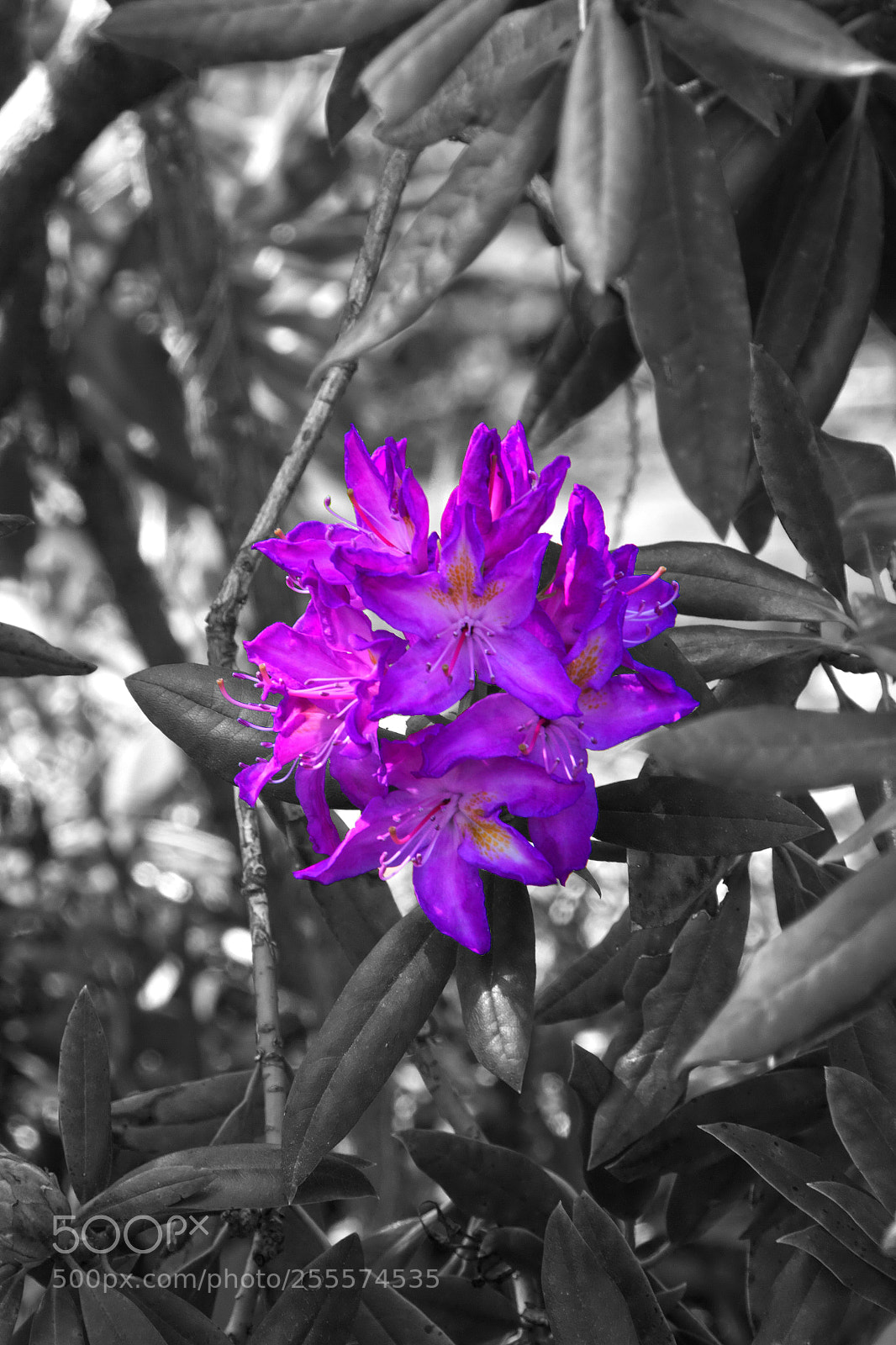 Canon EOS 550D (EOS Rebel T2i / EOS Kiss X4) sample photo. Blüte  photography