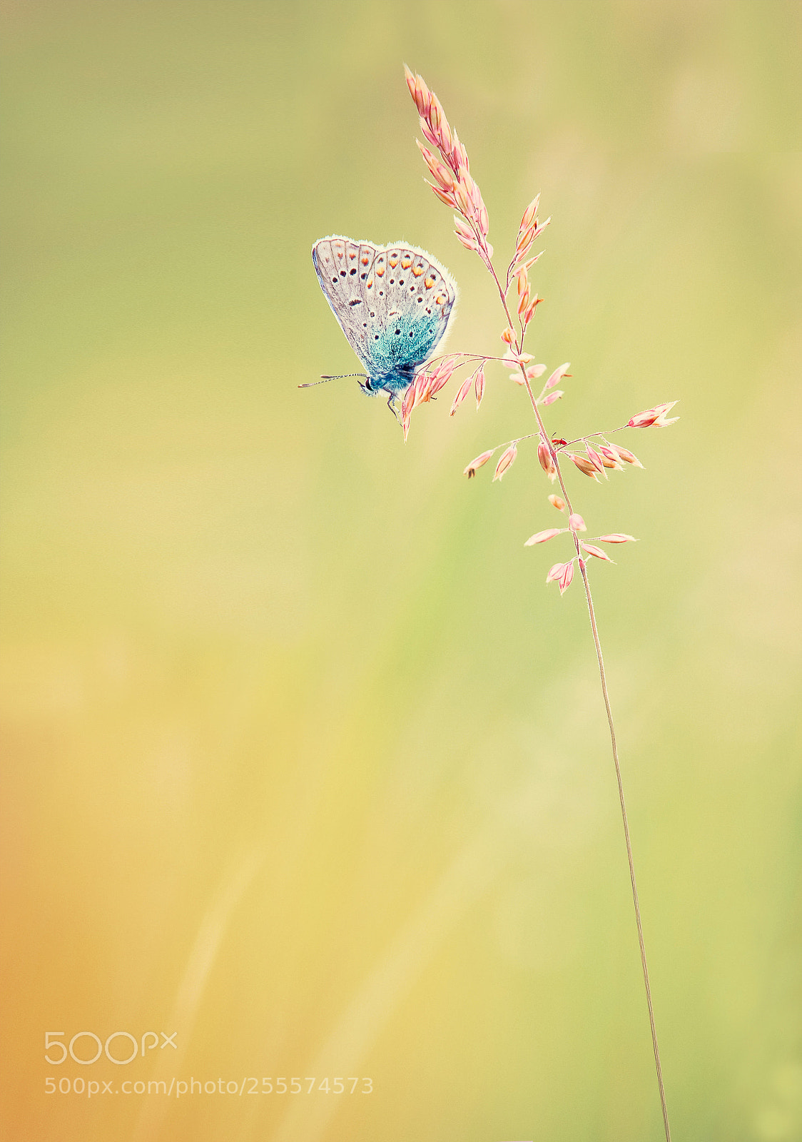Canon EOS 70D sample photo. Hanging blue photography