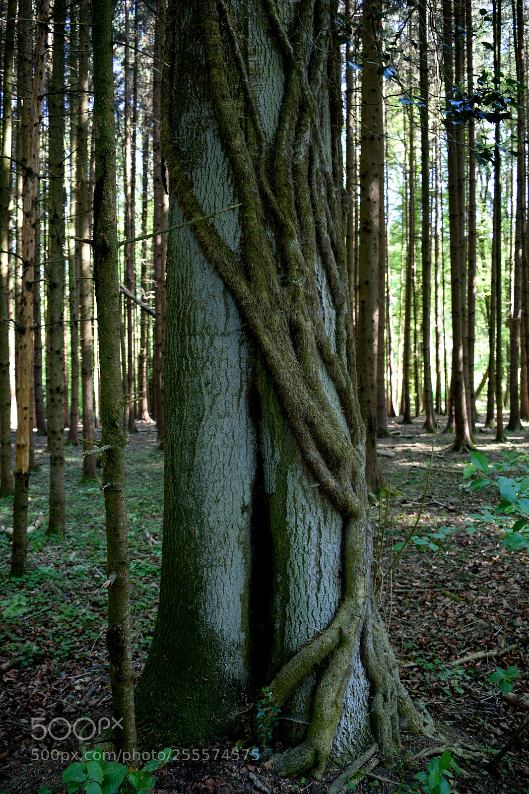 Nikon D3300 sample photo. Baum photography