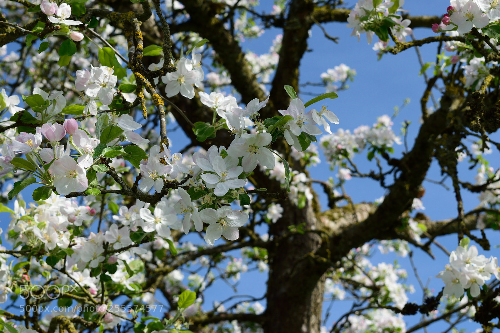 Nikon D3300 sample photo. Apfelbaumblüten photography