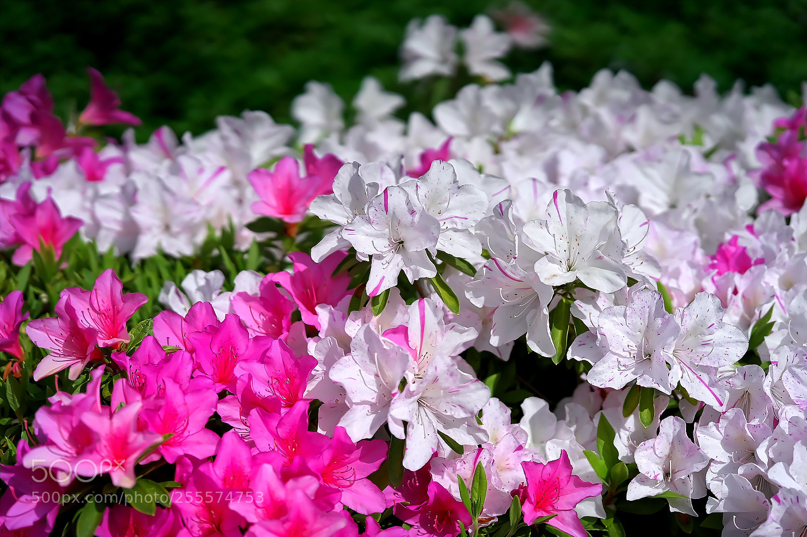 Sony a7 sample photo. Azalea・・ツツジ photography