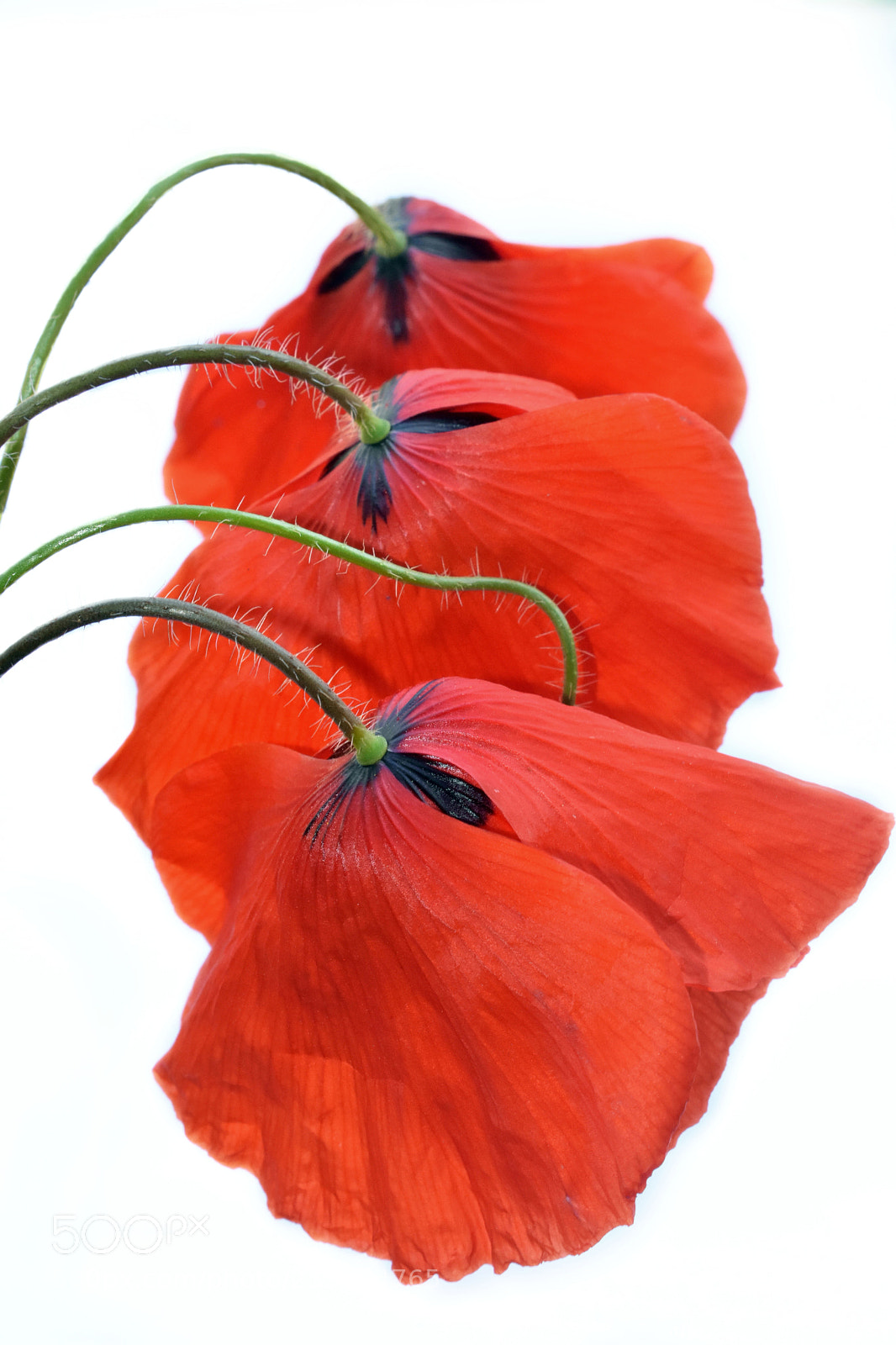 Nikon D3400 sample photo. Red poppy photography