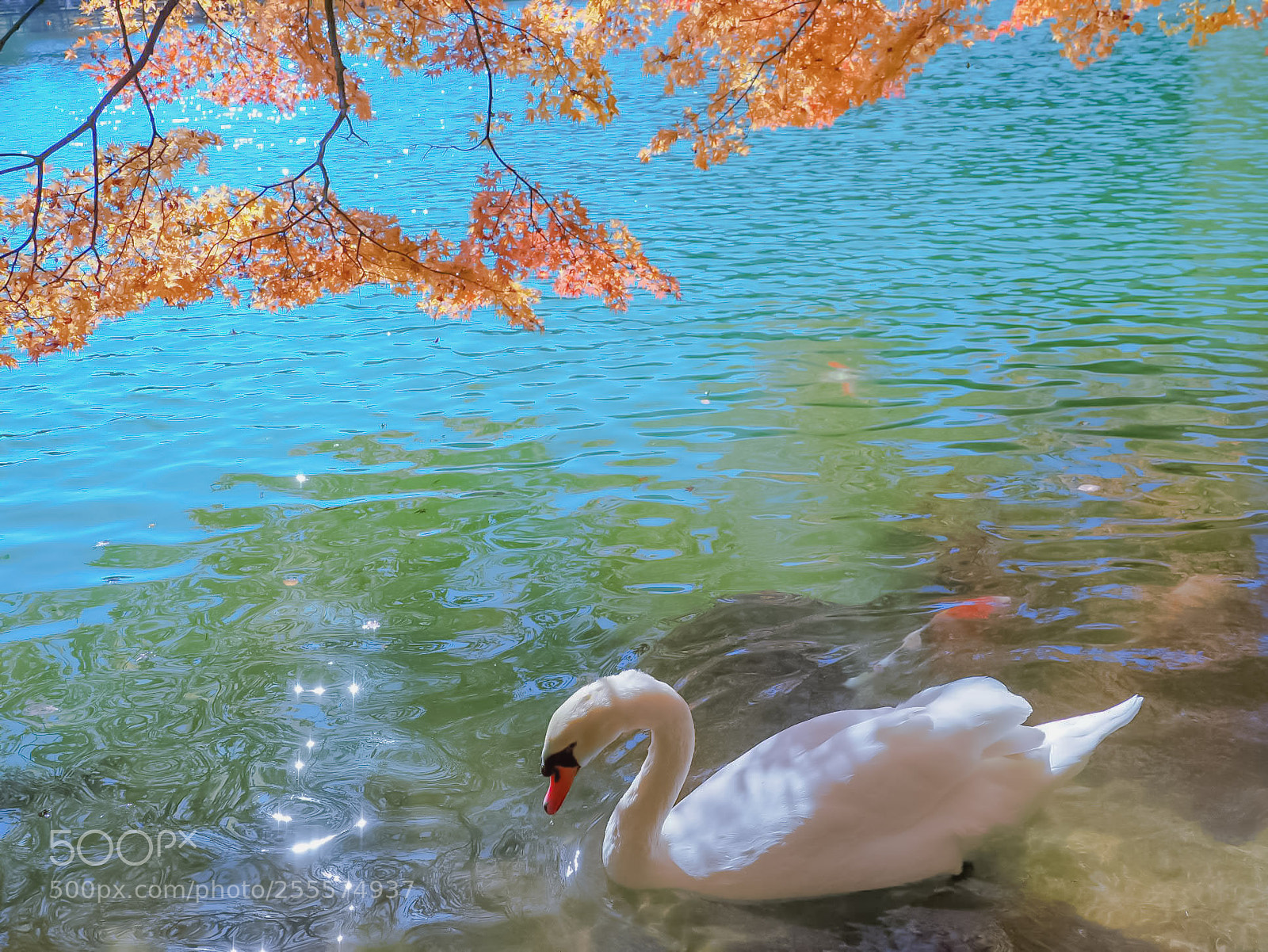 Olympus OM-D E-M10 II sample photo. The  main  pond photography