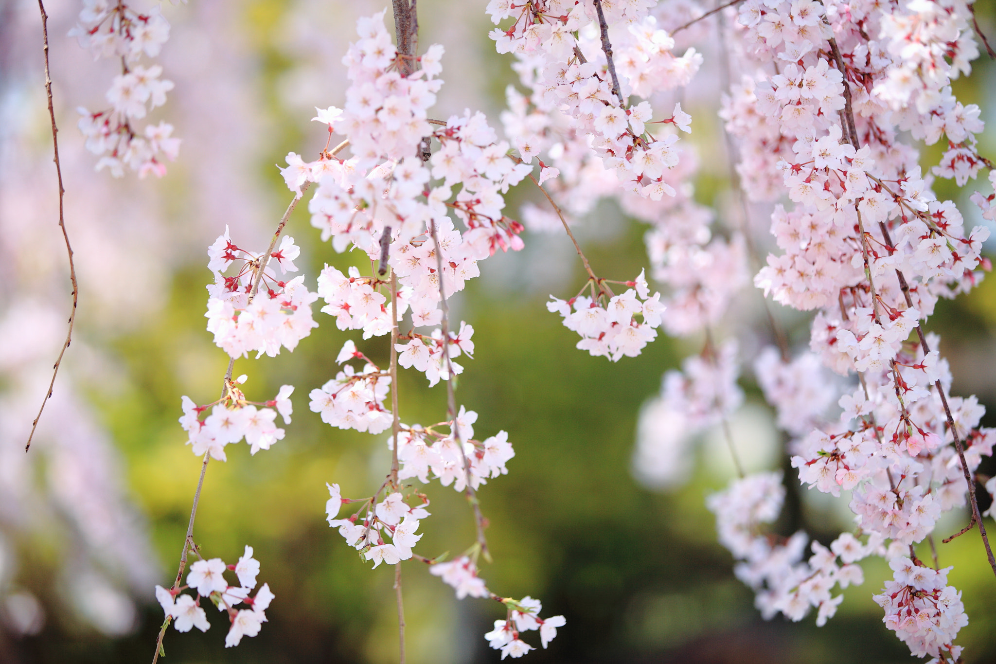 Canon EOS 5D Mark II sample photo. Img photography