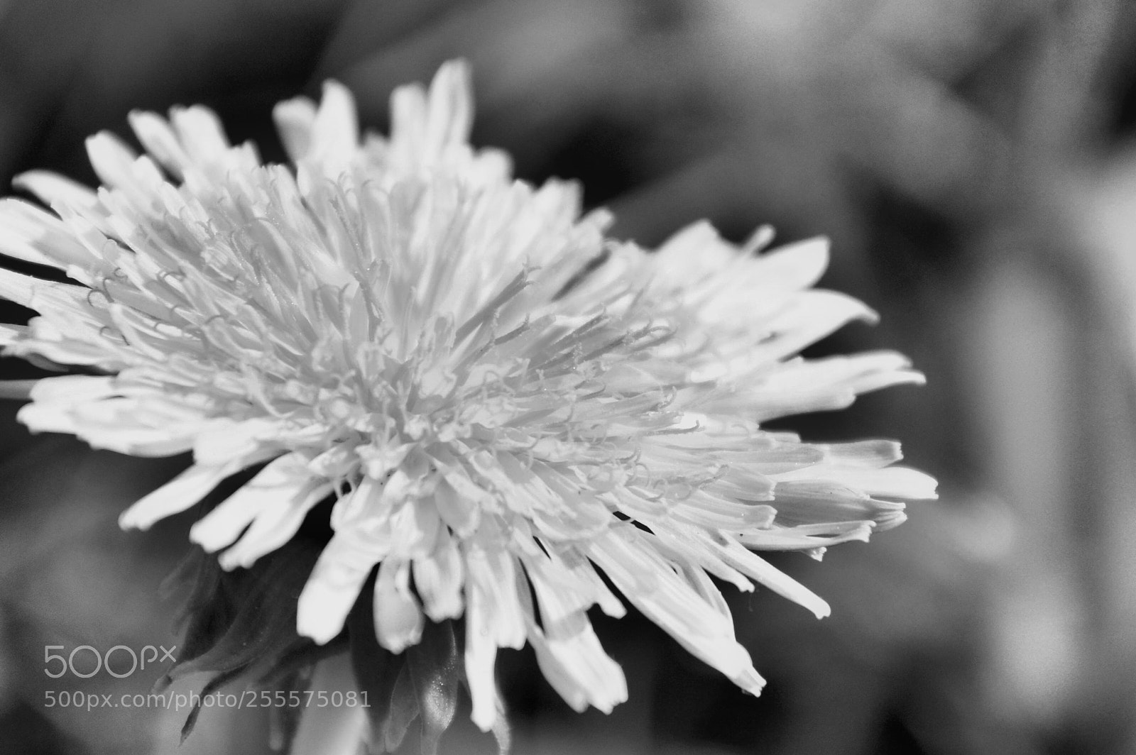 Nikon D3200 sample photo. Deep into flower photography