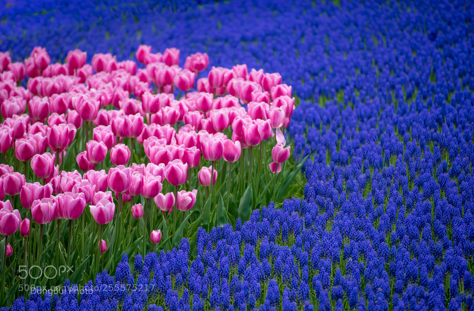 Sony a7 II sample photo. Dsc photography