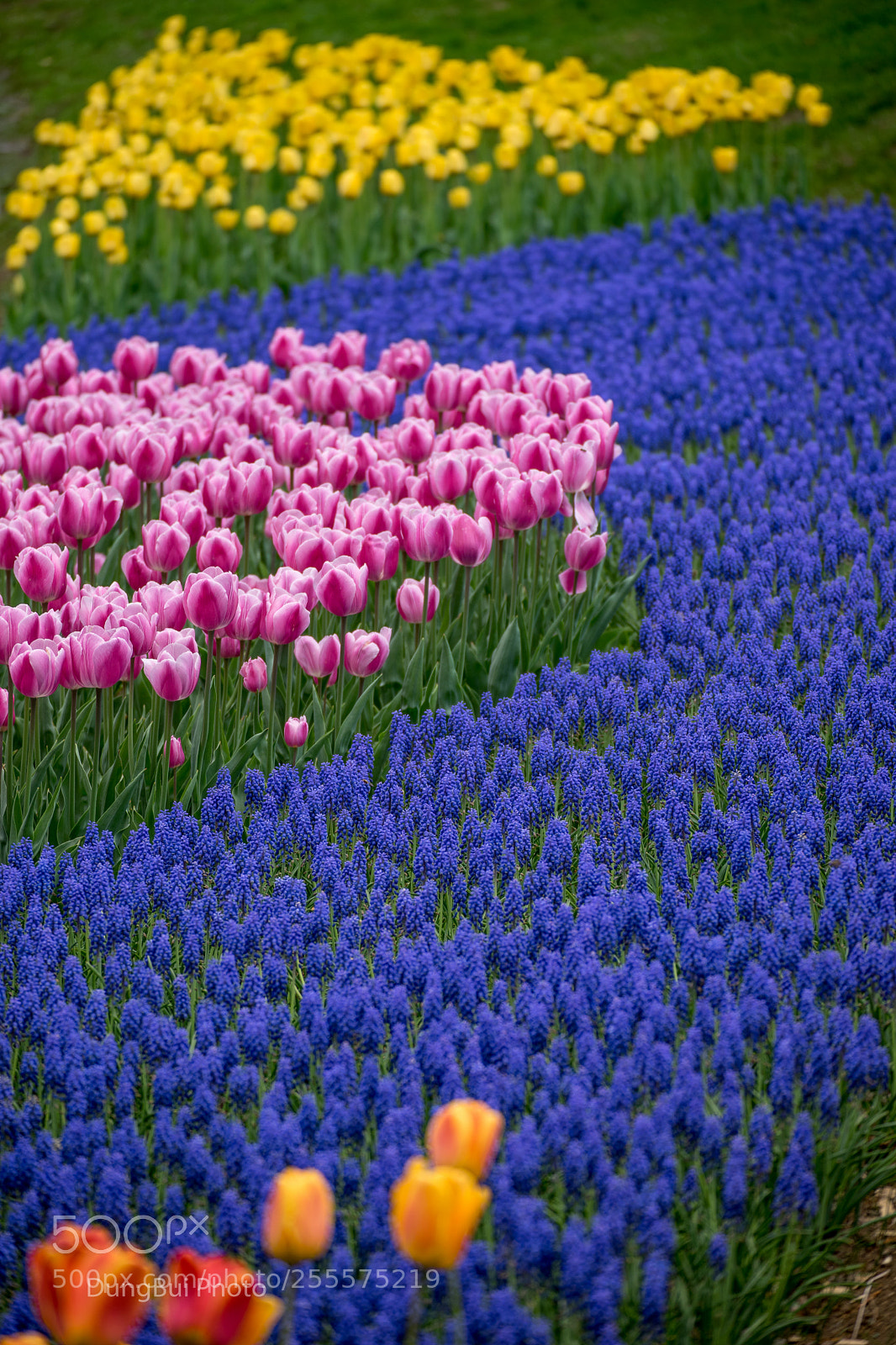 Sony a7 II sample photo. Dsc photography