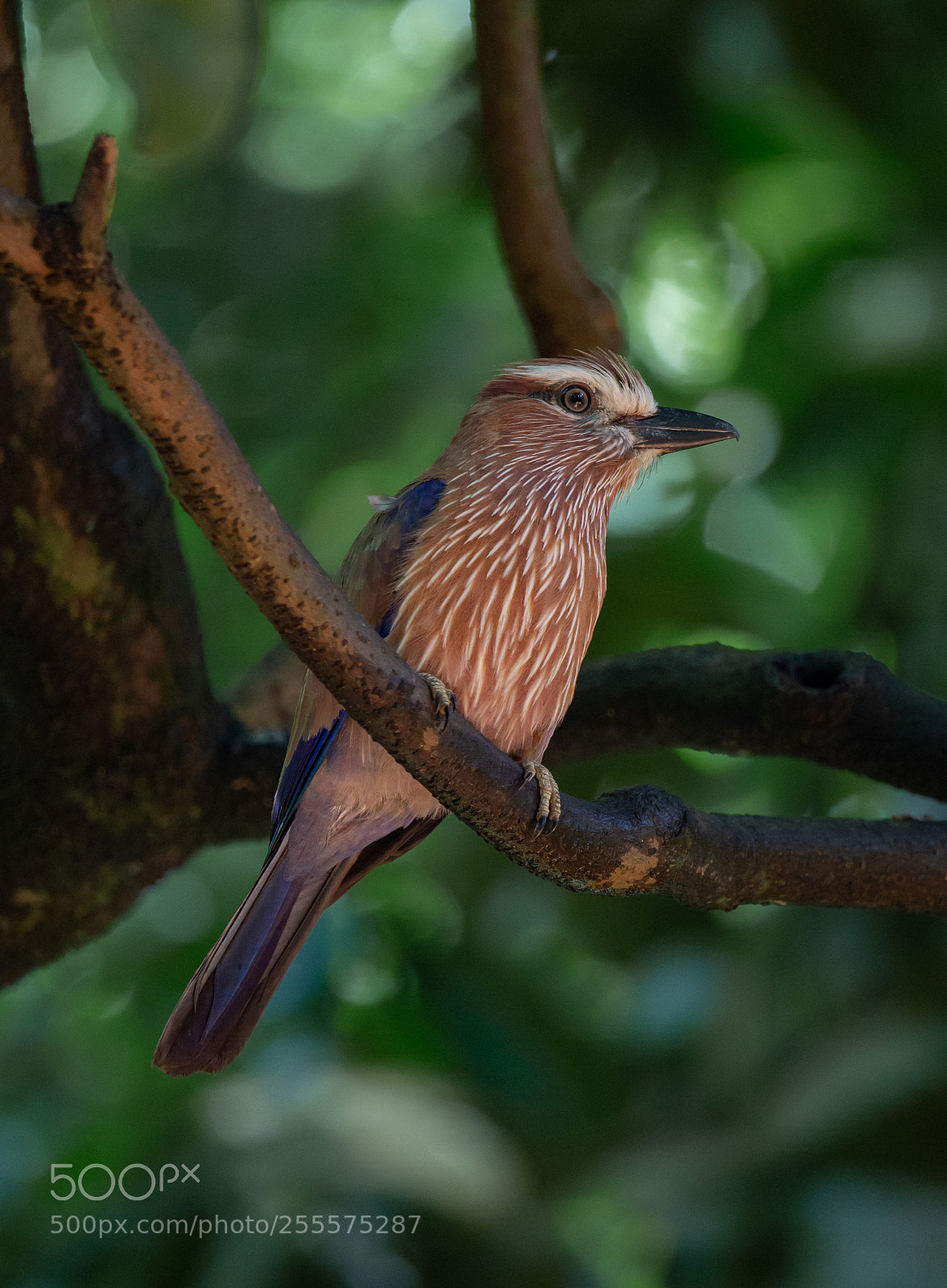 Canon EOS 6D sample photo. Purple roller photography