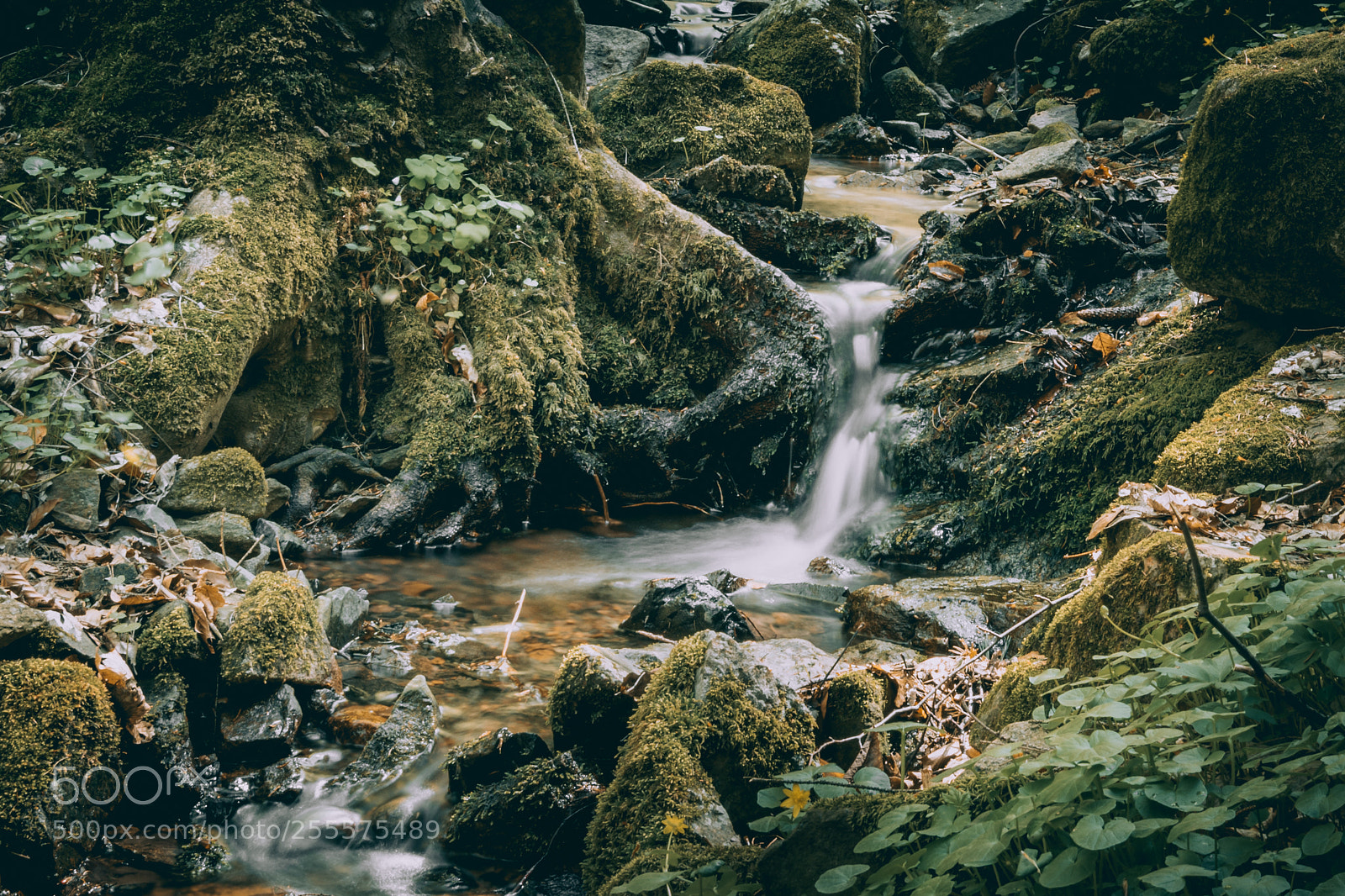 Nikon D5300 sample photo. River in the forest photography