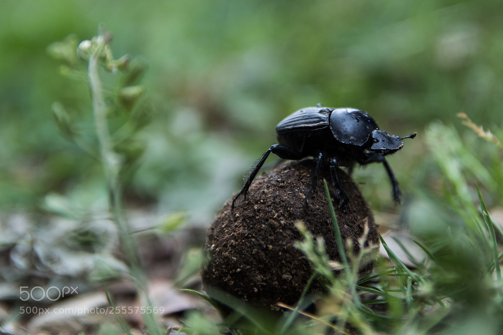 Nikon D3200 sample photo. Like a rolling stone photography