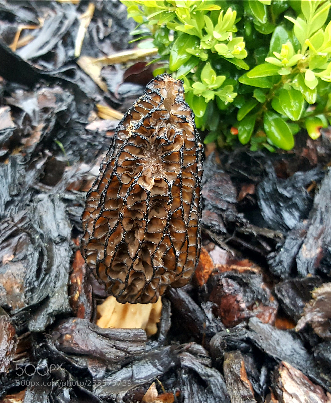 Samsung GALAXY S6 edge sample photo. Untitled photography