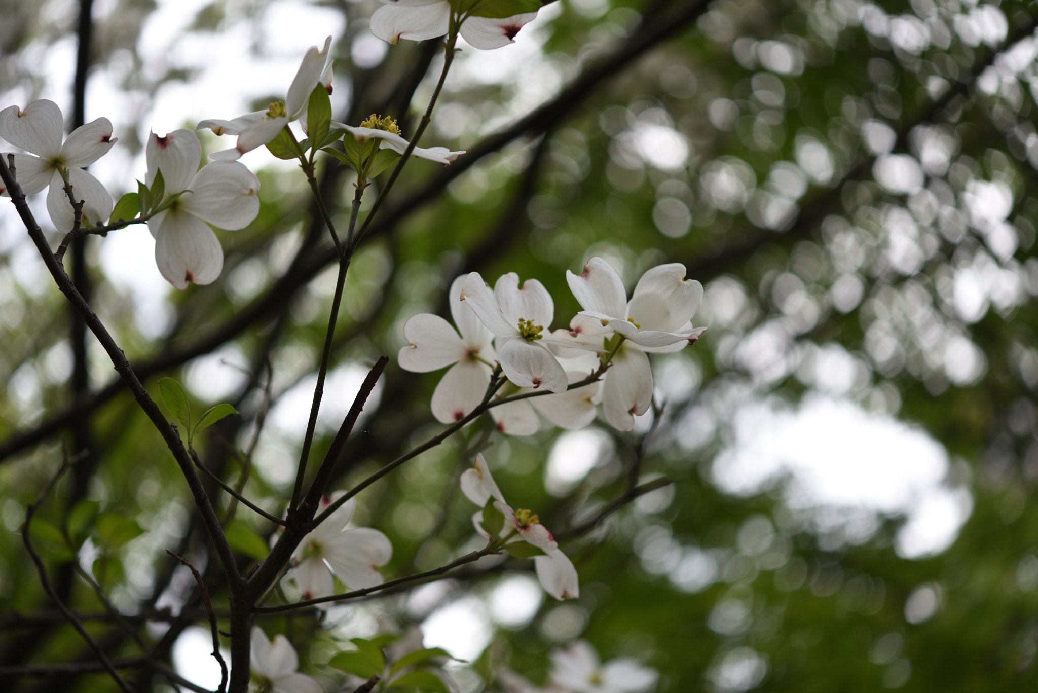 Nikon D750 + Nikon AF-S Micro-Nikkor 60mm F2.8G ED sample photo. ハナミズキ 野々市中央公園 photography