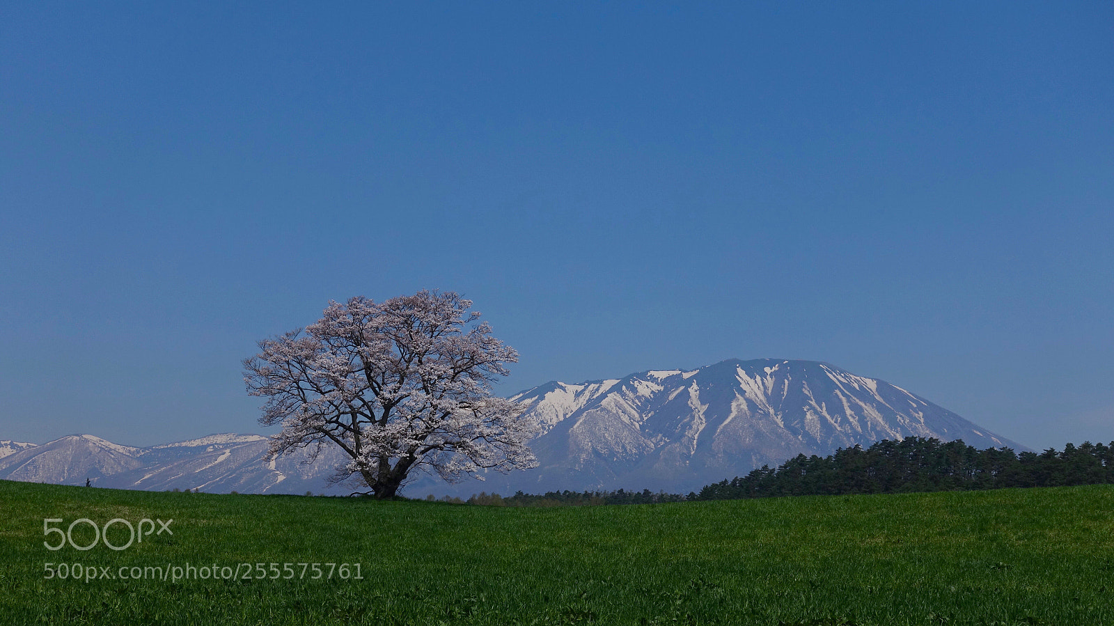 Sony Cyber-shot DSC-RX100 IV sample photo. Snow mountain and sakura photography