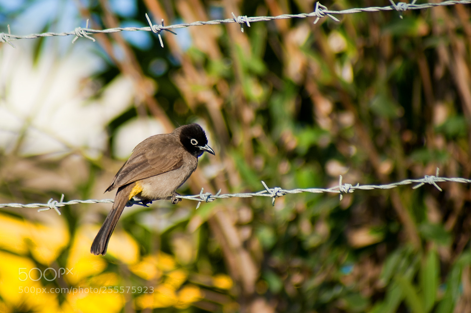 Sony Alpha DSLR-A200 sample photo. Arap b lb l photography
