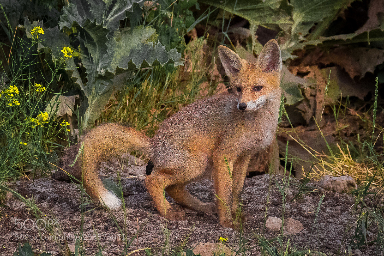 Canon EOS 7D Mark II sample photo. Fox-teens visits a toilet photography