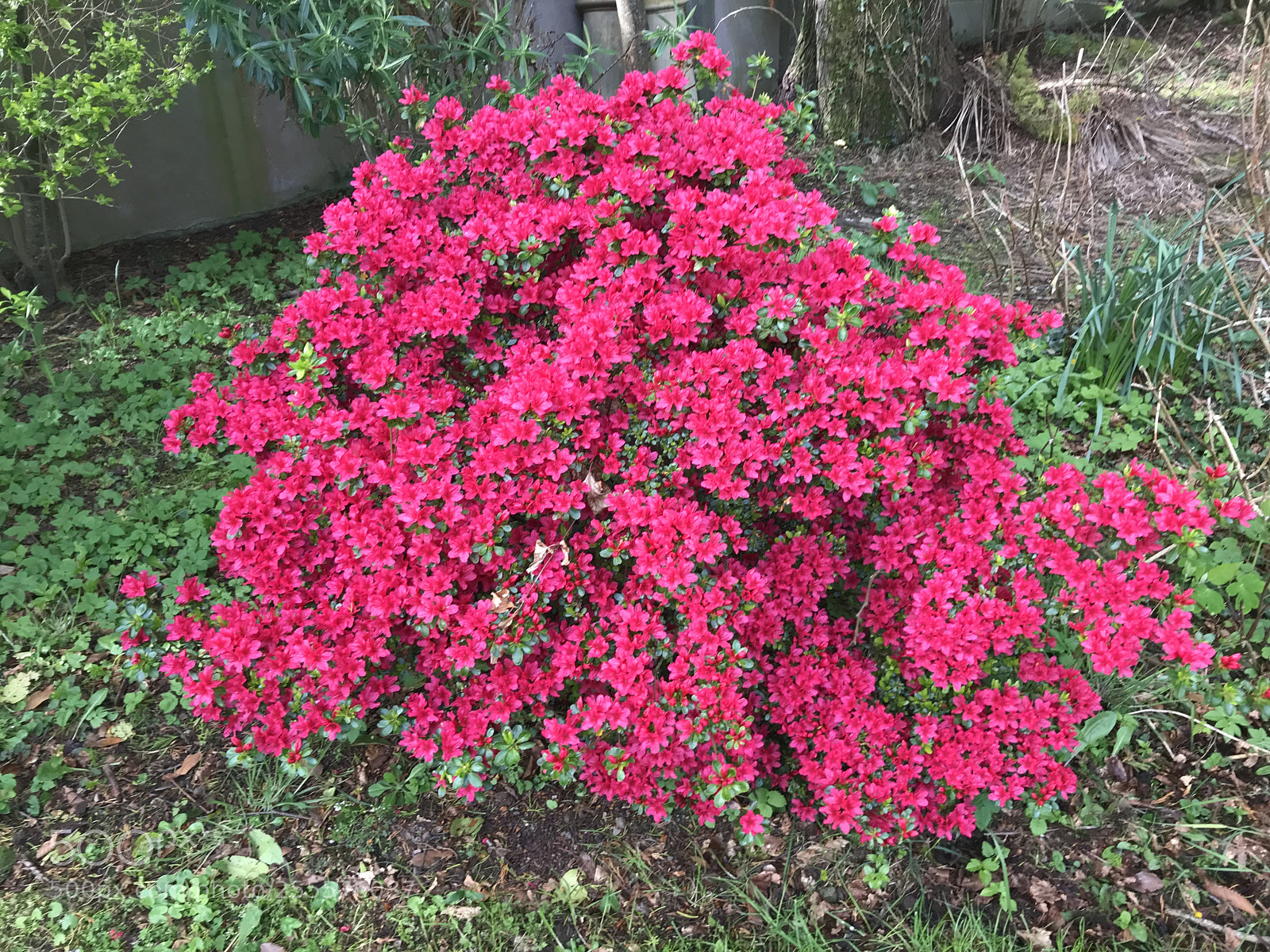 Apple iPhone 7 sample photo. Flora photography