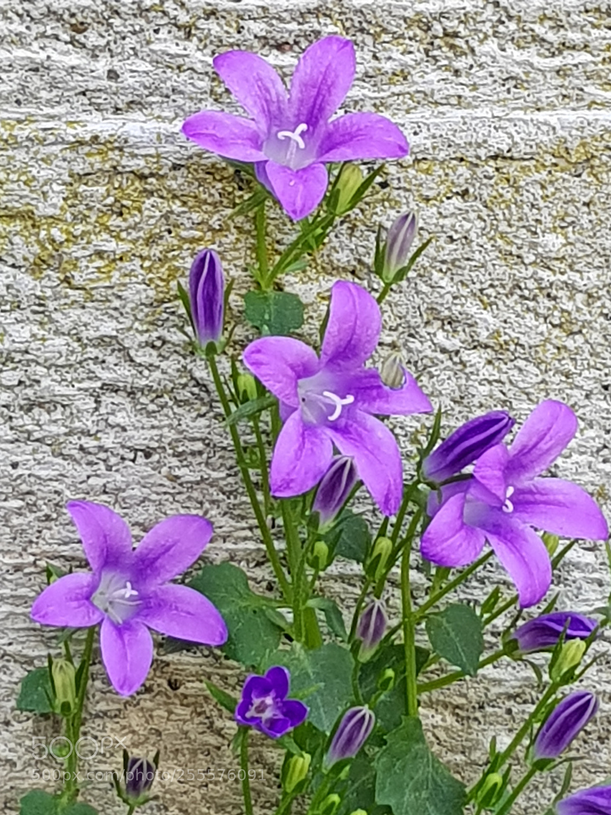 Samsung Galaxy S8 sample photo. Untitled photography
