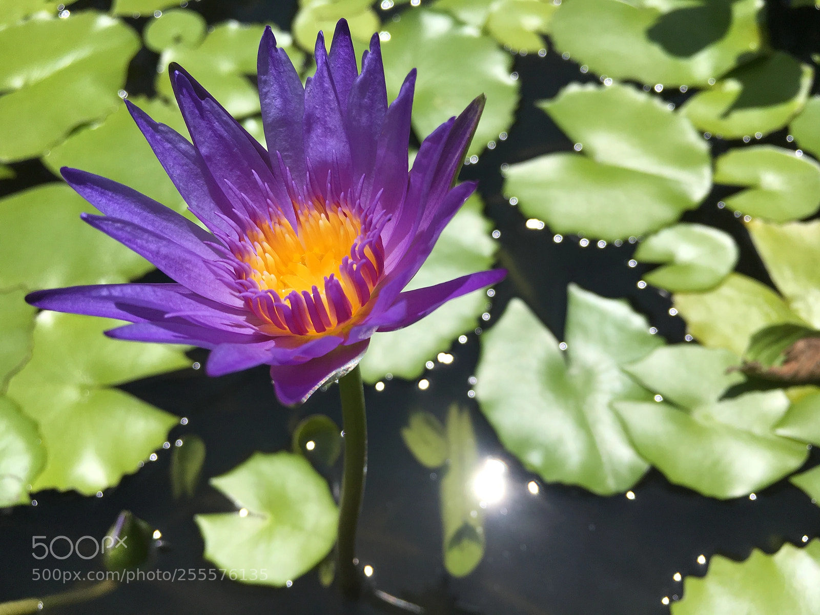 Apple iPhone 6s sample photo. Img photography