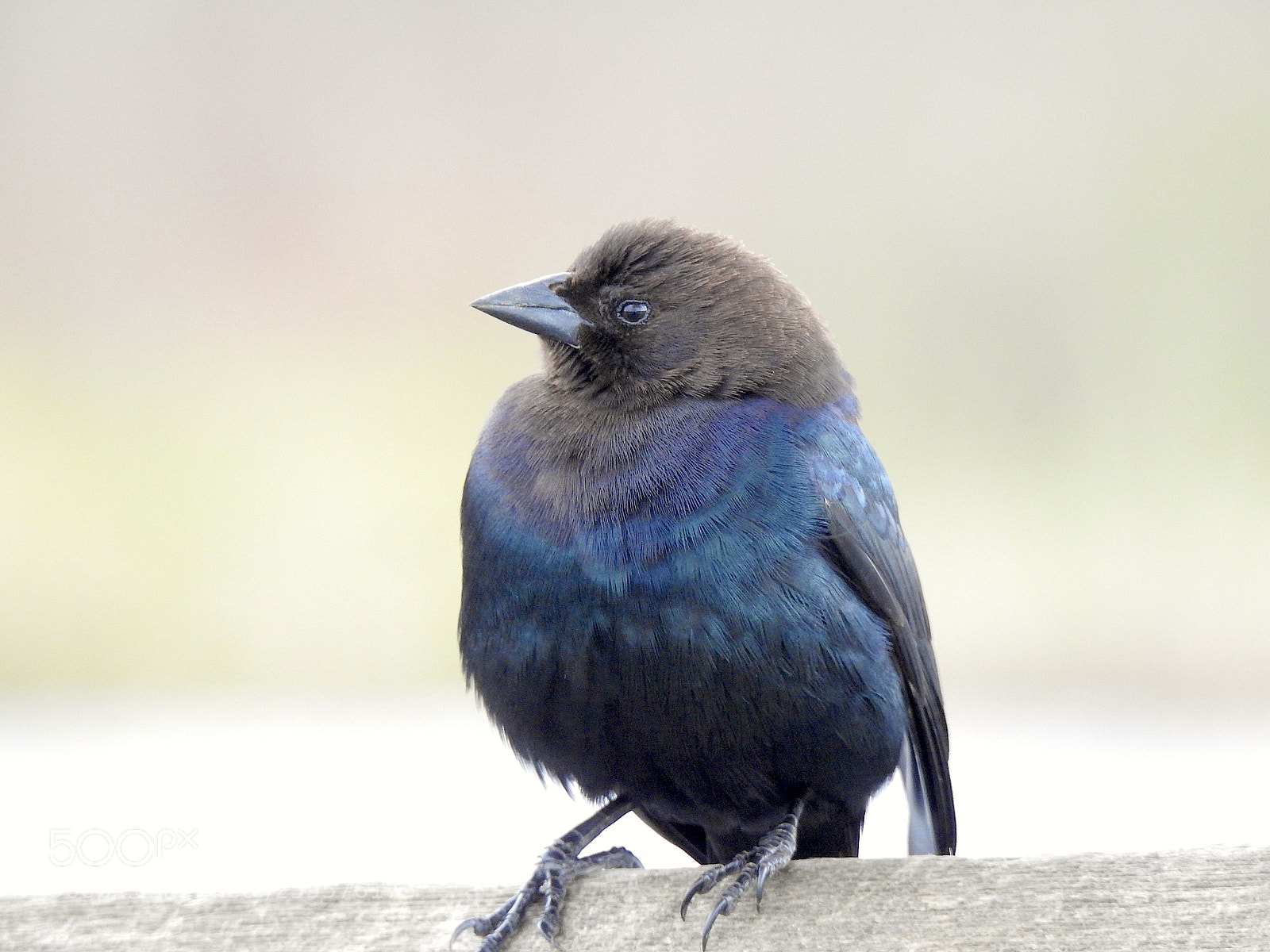 Nikon Coolpix P900 sample photo. Cowbird photography