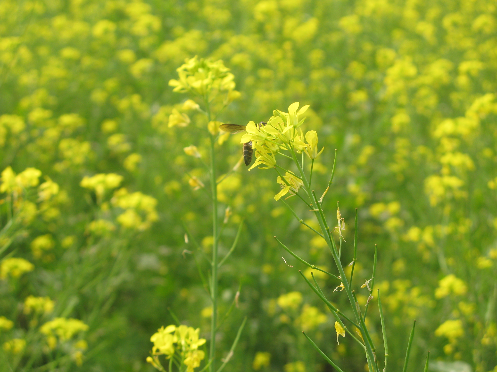 Canon POWERSHOT G7 sample photo. Into the yellow photography