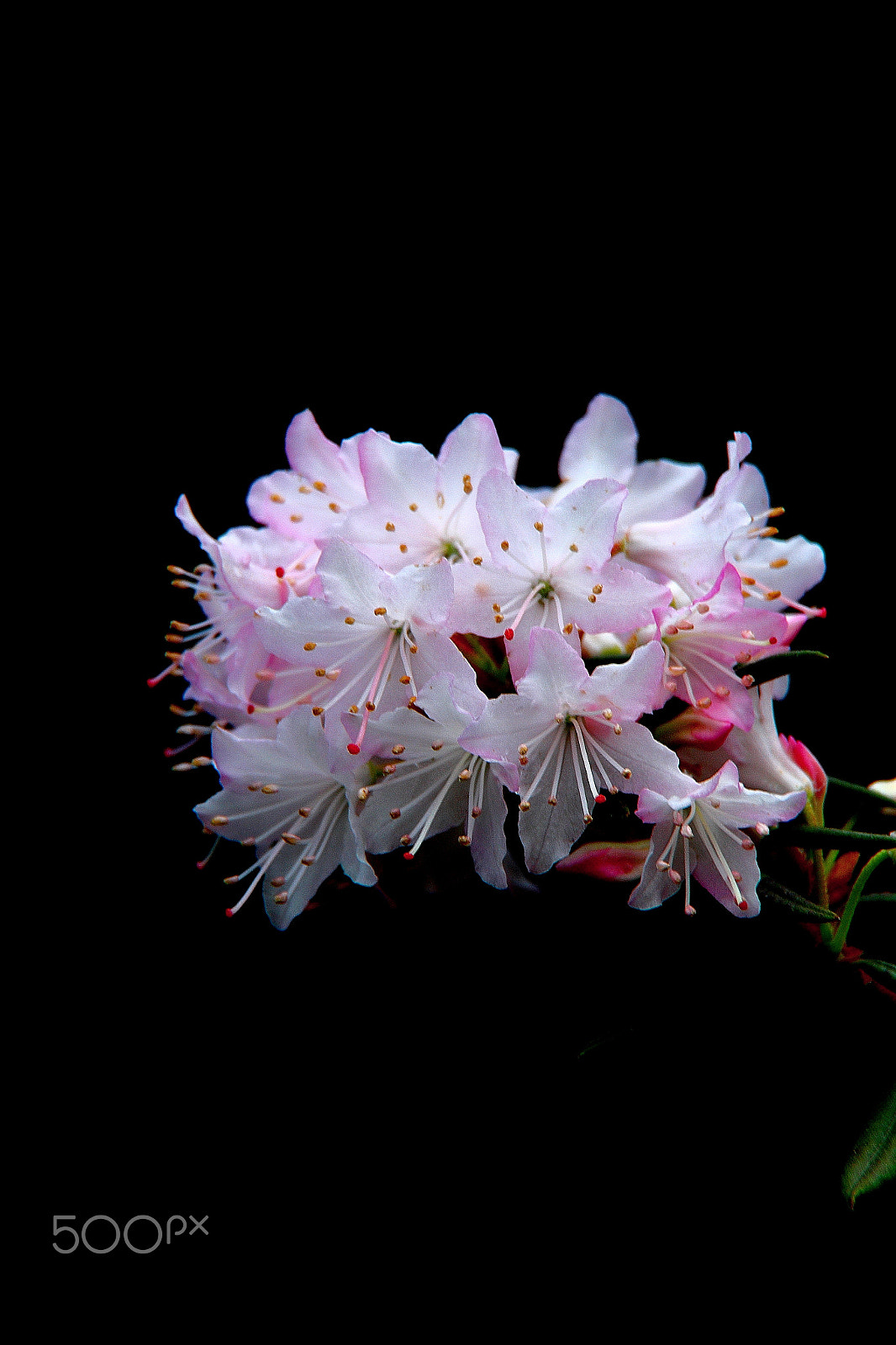 Canon EF-S 18-200mm F3.5-5.6 IS sample photo. Rhododendron photography