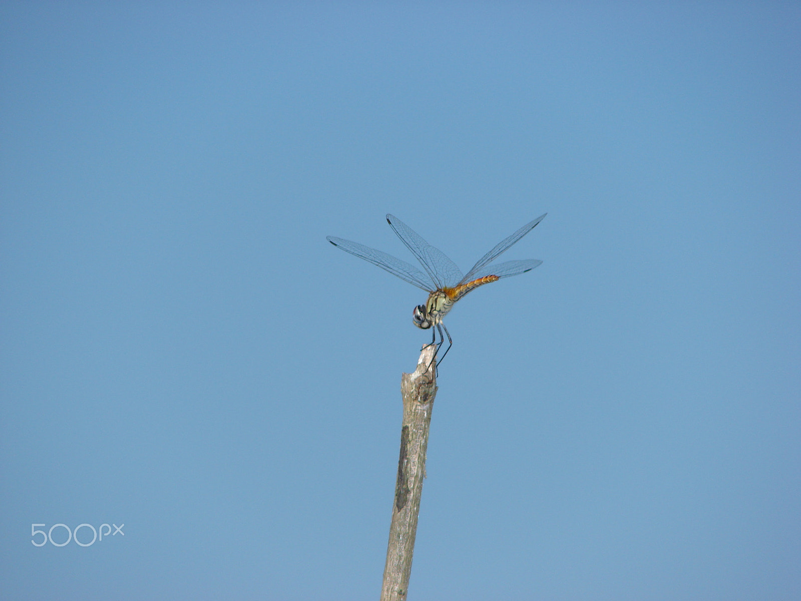 Sony DSC-H2 sample photo. The beauty photography