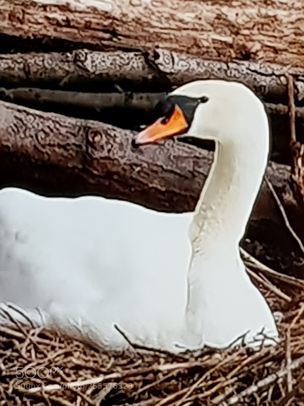 Samsung Galaxy S8 sample photo. Untitled photography