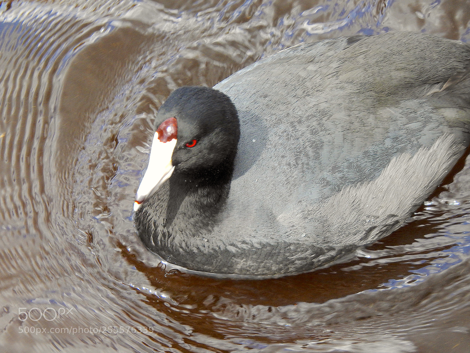 Nikon Coolpix P900 sample photo. Coot photography