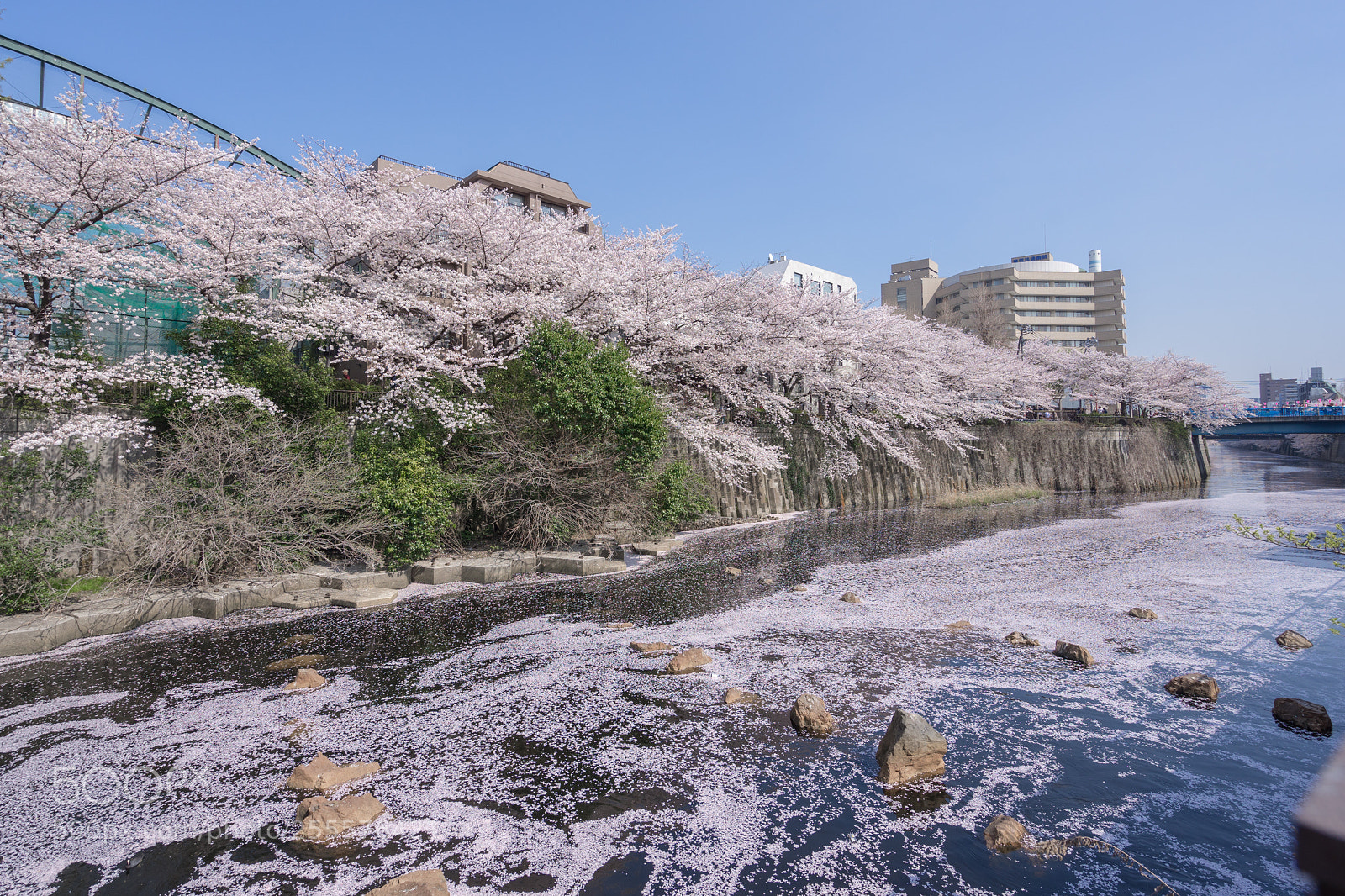 Sony a7 II sample photo. Spring in japan photography