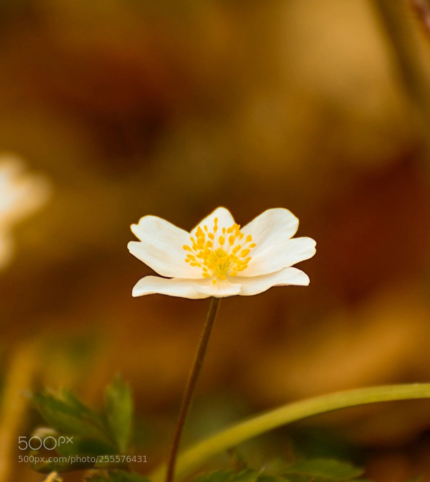 Nikon D7500 sample photo. Flower photography
