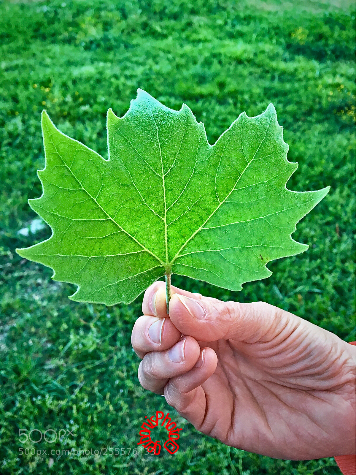 Apple iPhone 6s sample photo. Acerifoglia platinum leaf photography