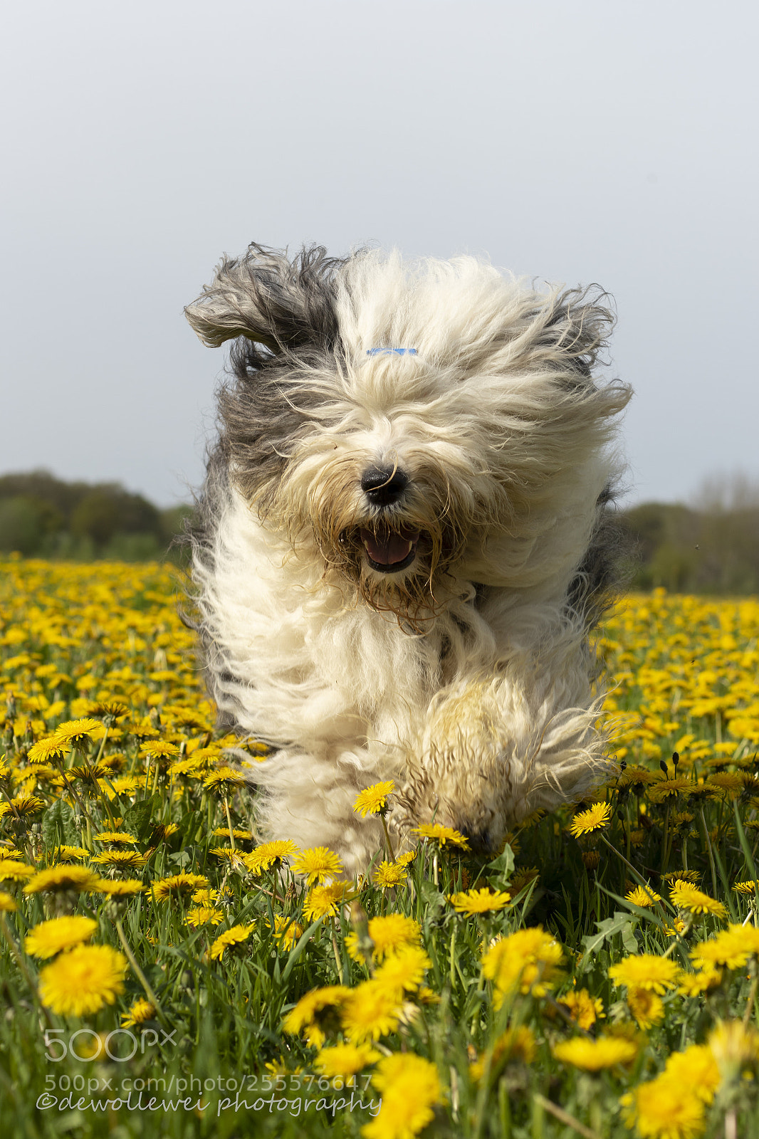 Canon EOS 7D Mark II sample photo. Between the dandelion photography