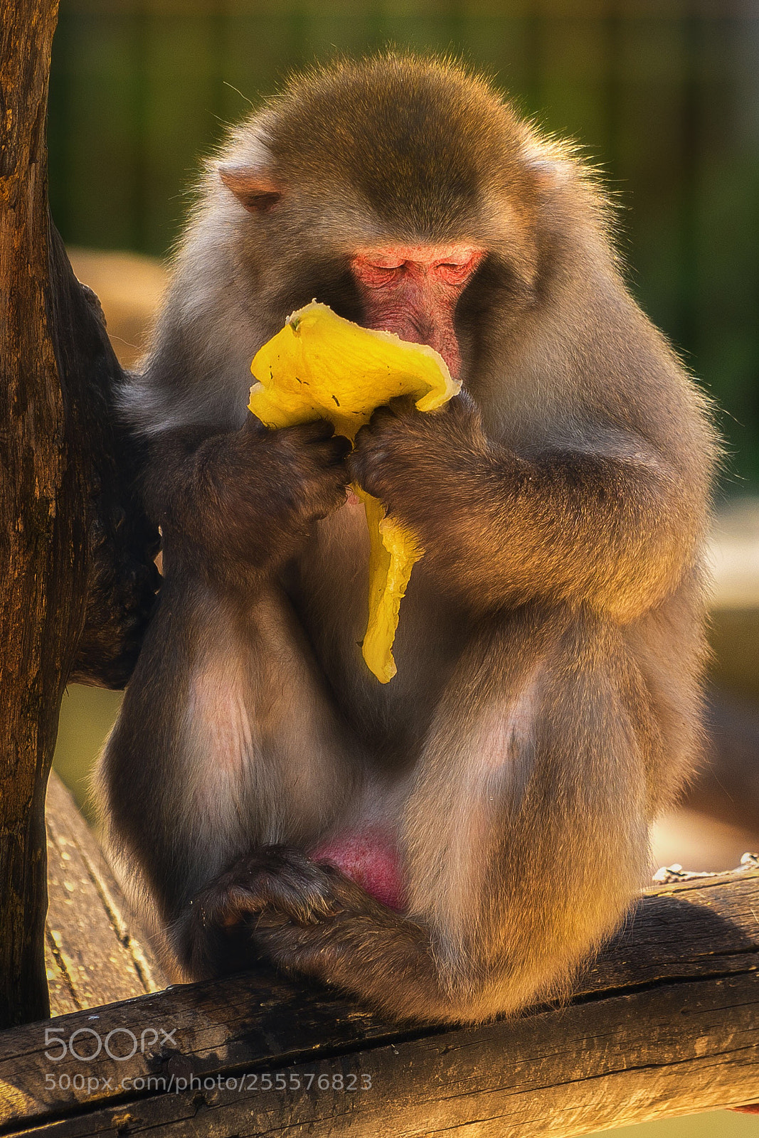 Sony a7R II sample photo. Monkey lunch photography