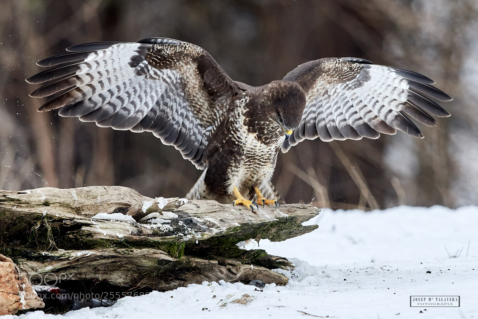 Nikon D500 sample photo. Common buzzard opening the photography