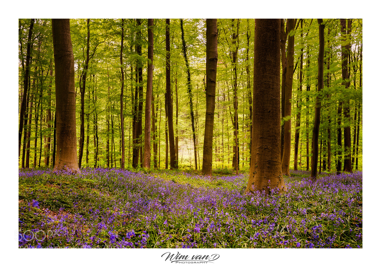 Canon EOS 6D Mark II sample photo. Bluebells photography